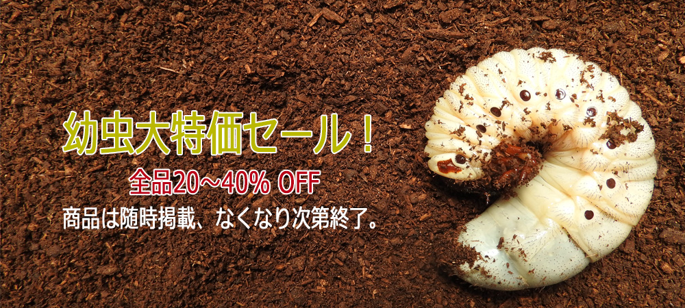 幼虫大特価セール