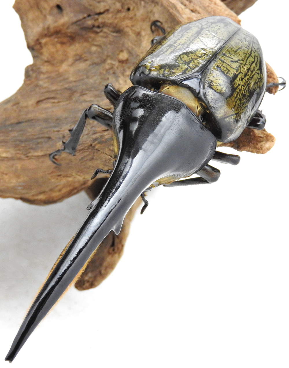 世界最大のカブトムシ ヘラクレスオオカブト ヘラクレス リッキー フリーサイズ単品 世界最大のカブトムシ ヘラクレスオオカブト ヘラクレス リッキー フリーサイズ単品