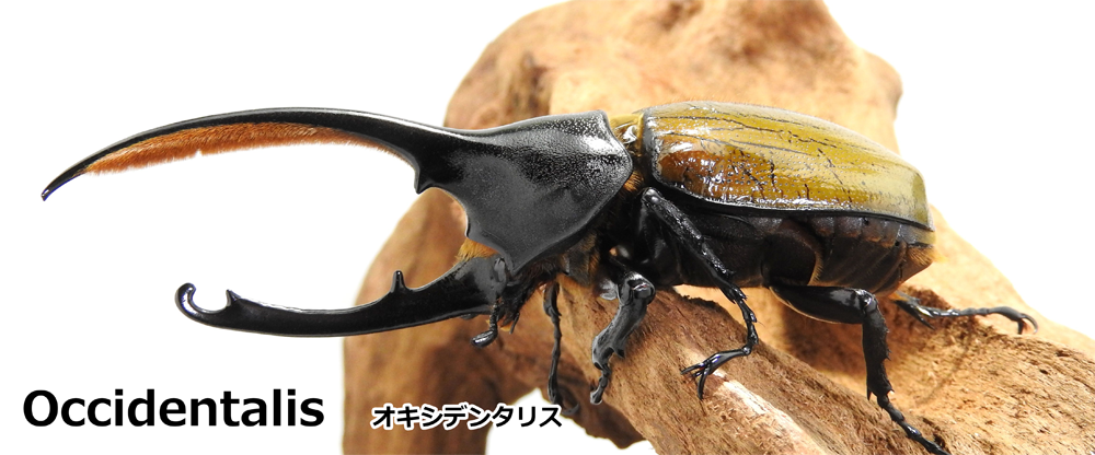 Occidentalis オキシデンタリス