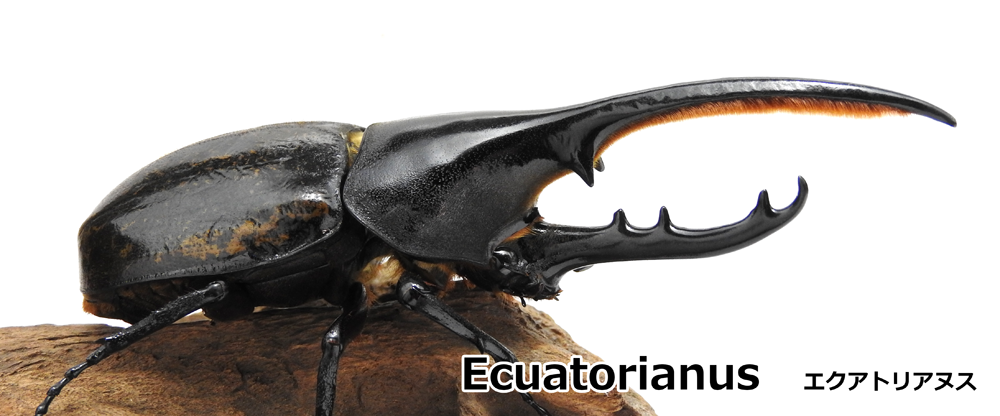 Ecuatorianus エクアトリアヌス