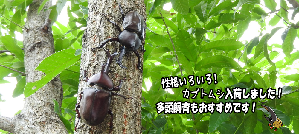 カブトムシ入荷中