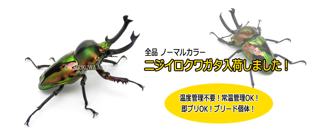 ニジイロクワガタ