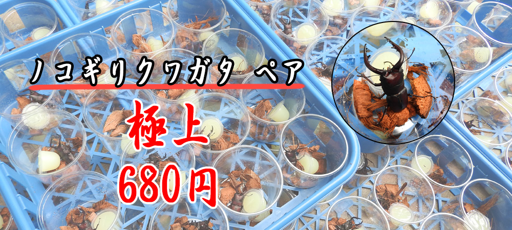 ノコギリ